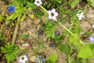 Biene auf blauer Blüte