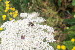 Insekt auf weißer Blüte